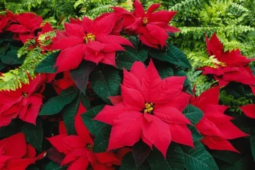 Red poinsettias with dark green leaves